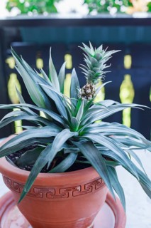 Ornamental ananas