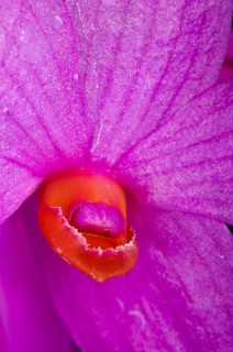 Dendrobium sulawesiense