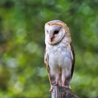 Common barn owl
