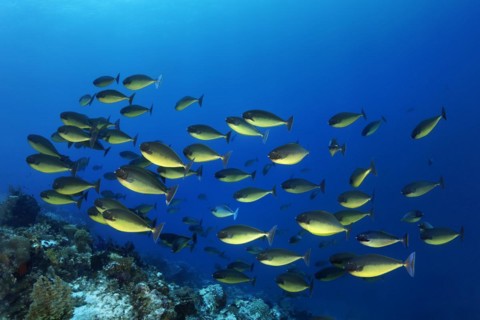 Shoal of smooth bluetail unicornfish