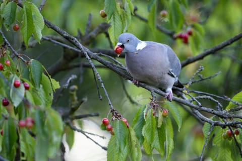 Common wood pigeon