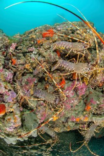 Mediterranean Lobster