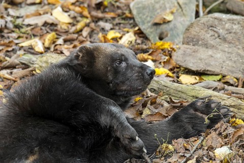 Wolverine