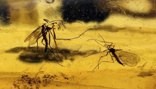 40 MYO Male & Female Mosquitoes in Amber