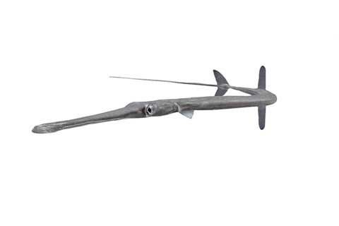 Bluespotted cornetfish