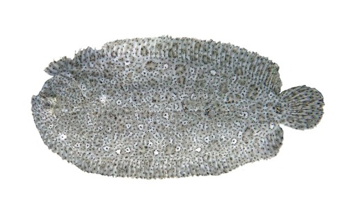 Finless sole