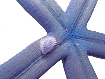 Blue linckia