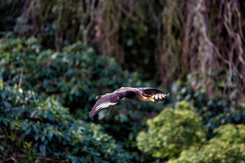 Southern crested caracara