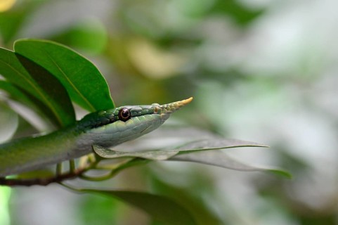 Rhinoceros ratsnake