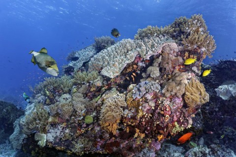 Intact coral reef