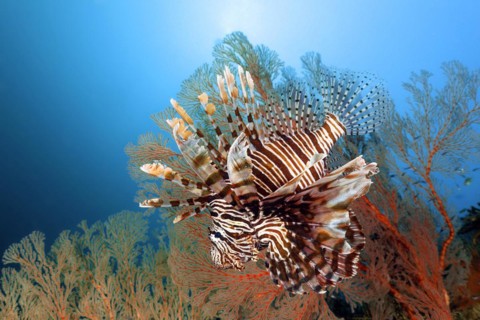 Common lionfish