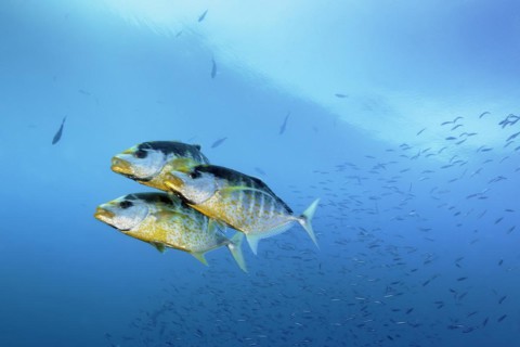 Three orange spotted orange-spotted trevally