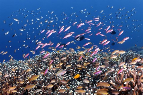 Mixed shoal