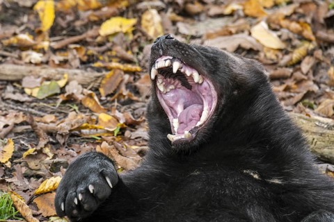 Wolverine
