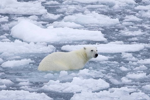 Lone polar bear