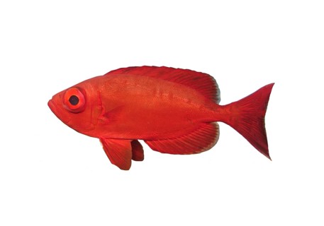 Common bigeye