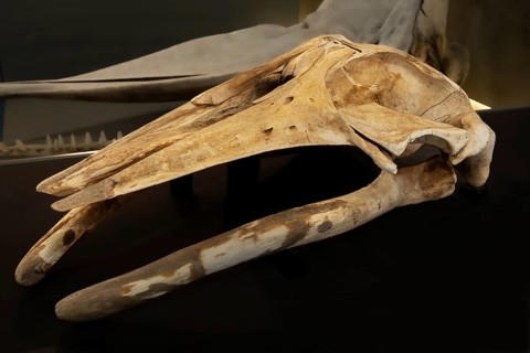 Skull