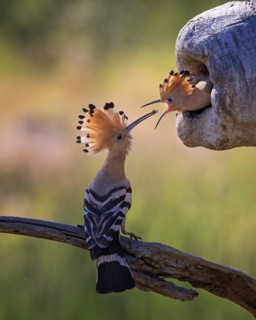Hoopoe