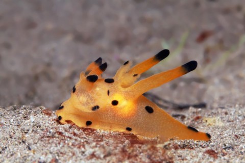 Picachu nudibranch also horn snail