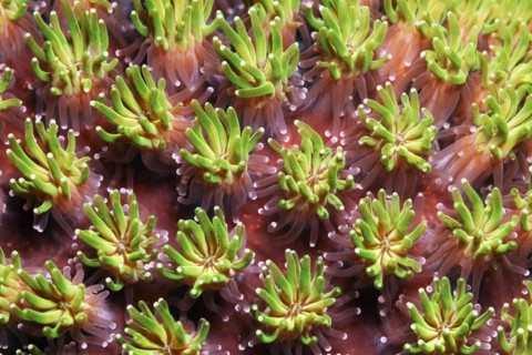 Polyp