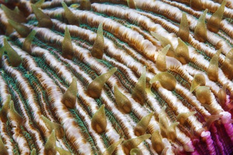 Mushroom coral