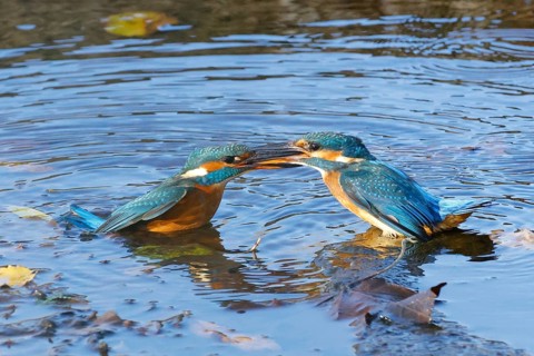 Two common kingfishers
