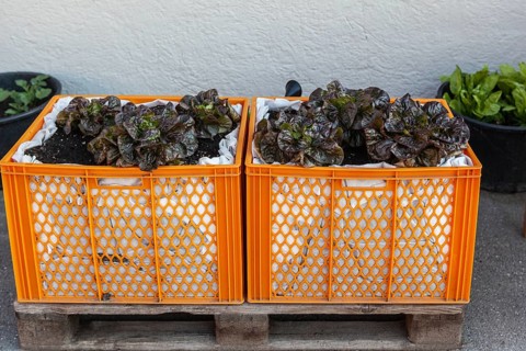 Plastic box as a salad bed on a wooden pallet