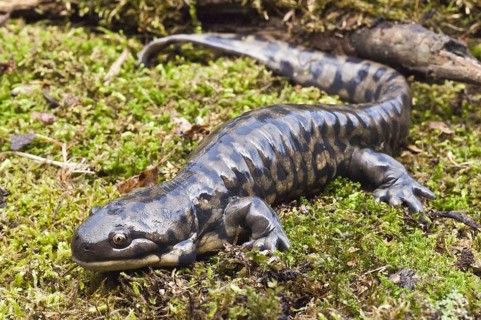 Tiger salamander