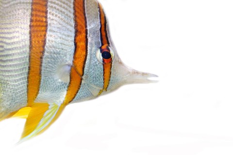 Copperband butterflyfish