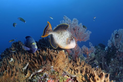 Middle Yellow-masked triggerfish