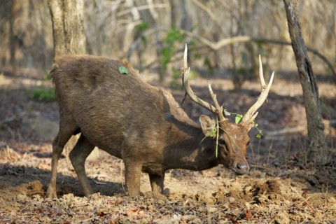 Javan rusa