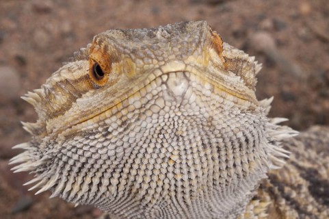 Inland or central bearded dragon