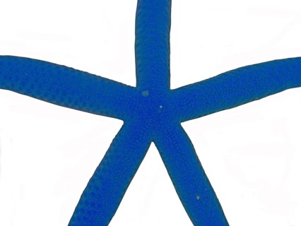 Blue linckia