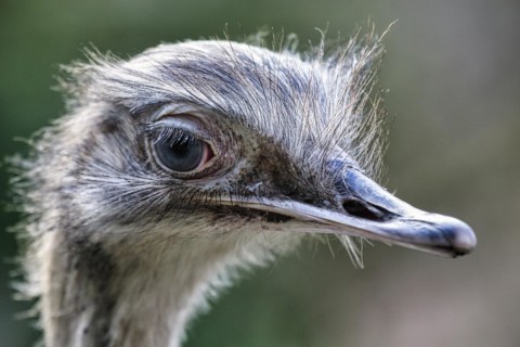 Greater rhea
