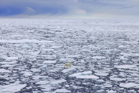 Lone polar bear