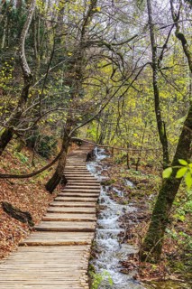 Wooden path and stream