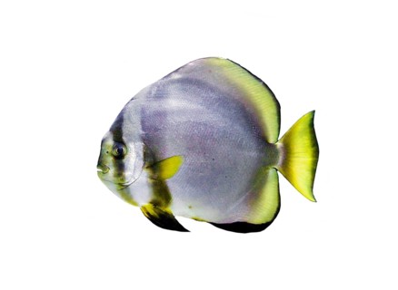 Orbicular batfish