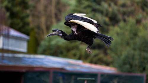 Northern ground hornbill