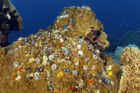 Large colony of Christmas tree worm