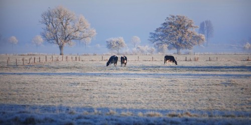 Dune landscape with cows and hoarfrost near Mehr