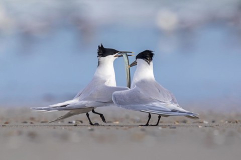 Sandwich Tern