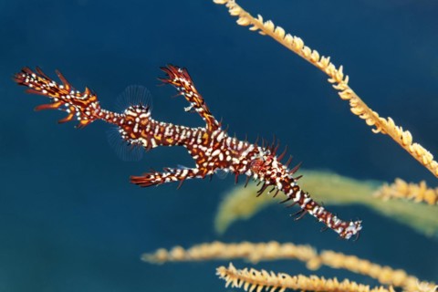 Ornate ghost pipefish
