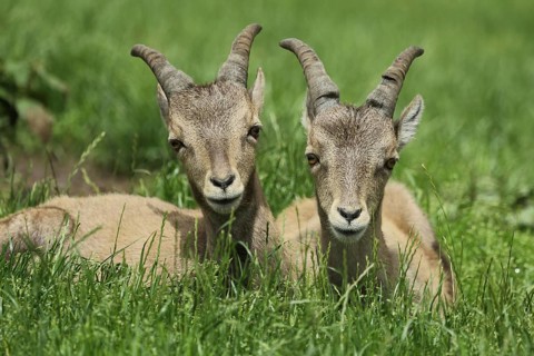 Chamois