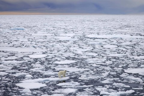 Lone polar bear