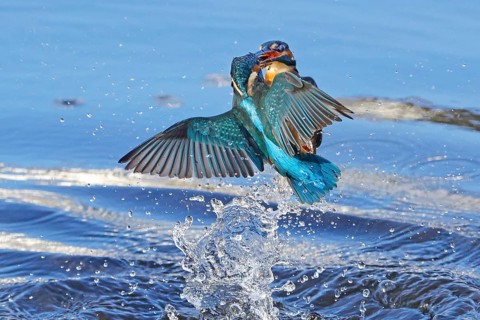 Two common kingfishers