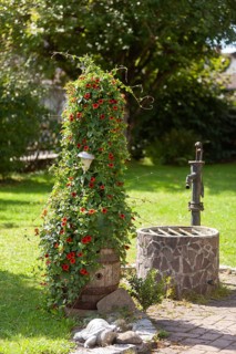 Black-eyed susan vine