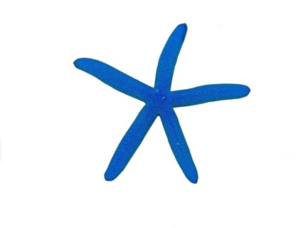 Blue linckia