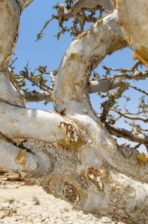Frankincense