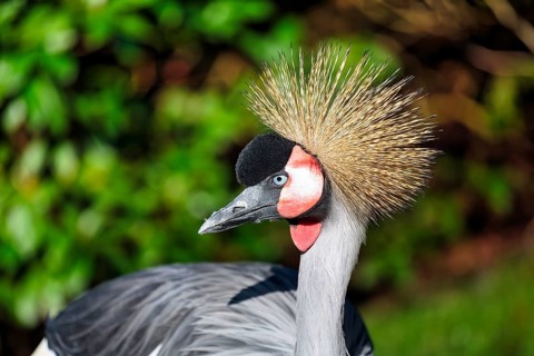 Grey gray crowned-crane