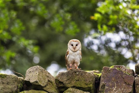 Common barn owl
